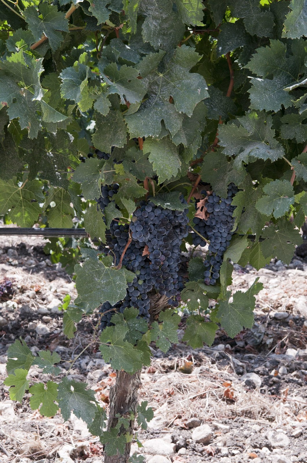 Sicilian winery and vineyards producing Etna DOC wines