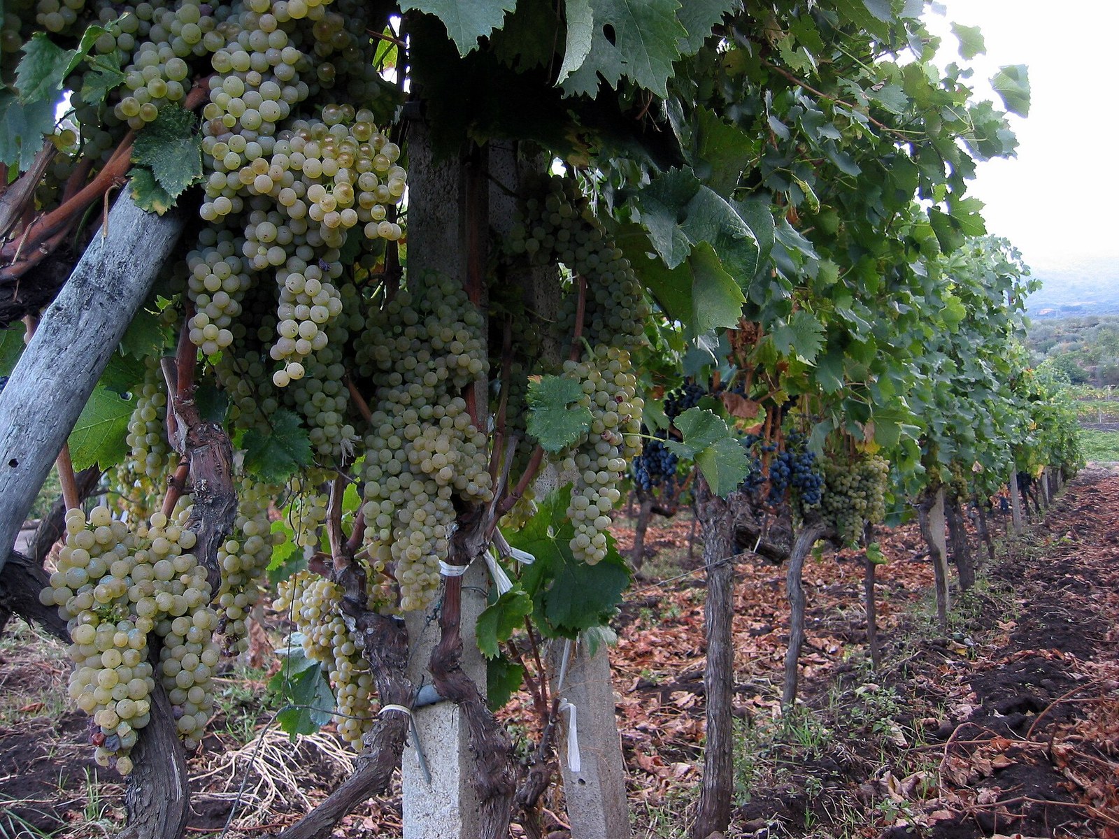 Etna wine agriturismo vineyard in Passopisciaro with Mount Etna visible — Sicily winery tour landscape