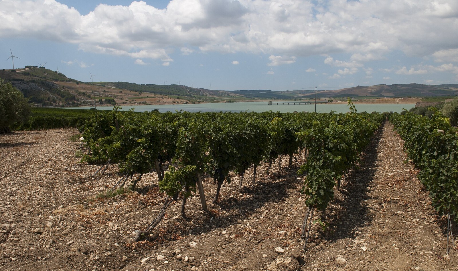 Planeta vineyards rows with vine training systems — Sicily winery landscape