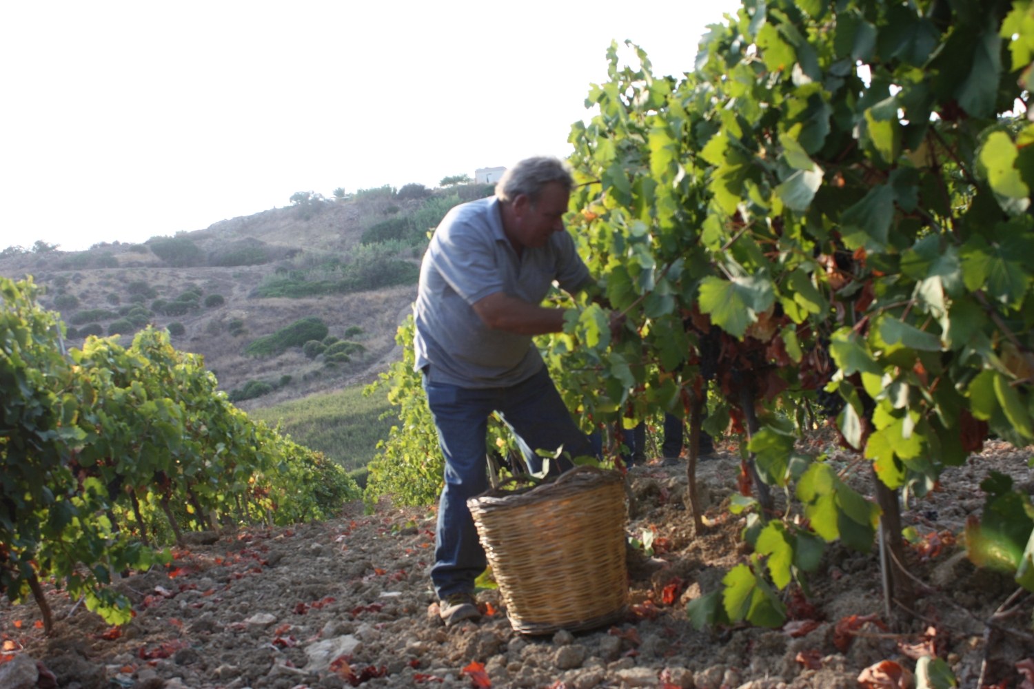 Hand harvesting wine grapes in Sicily during vendemmia — manual picking of red varietals