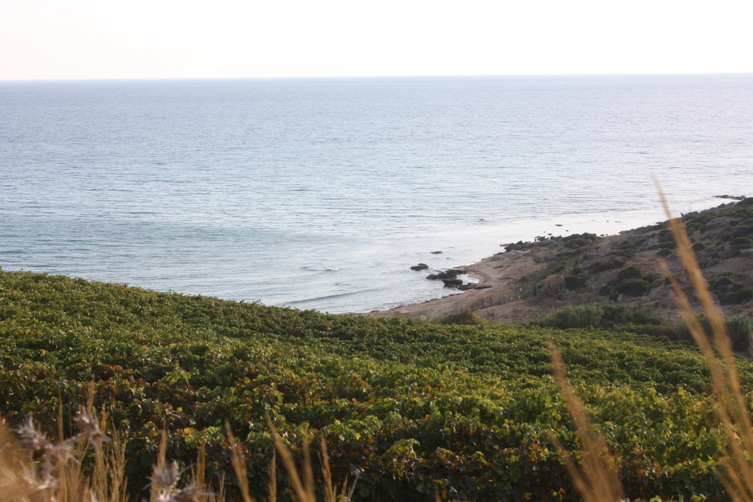 Sicilian vineyard along the coast — Mediterranean viticulture landscape