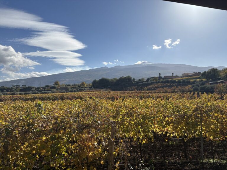 Vineyard on Mount Etna's volcanic slopes with the smoking summit cone in the background -- Etna DOC vendemmia in Sicily in September
